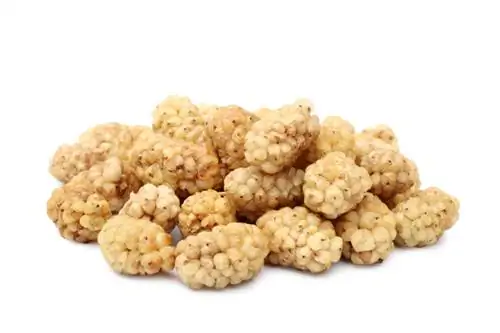 White Mulberry: Τα πάντα για την προέλευση και τη χρήση της