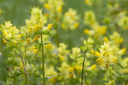 Rhinanthus შხამიანი