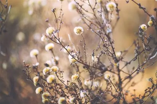 Asters: Πάρτε όμορφα λουλούδια από αυτούς τους σπόρους