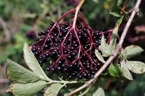 Elderberry lilac difference