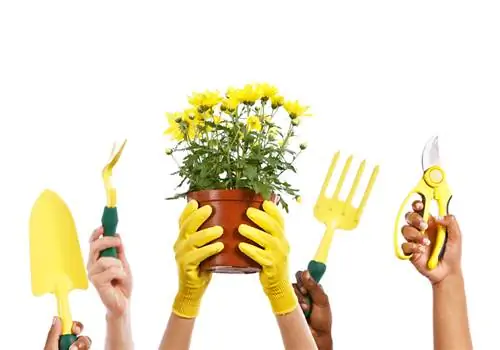 Tallar asters amb èxit: consells per a plantes sanes