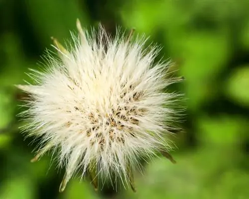 Saai asters: Dit maak voortplanting maklik