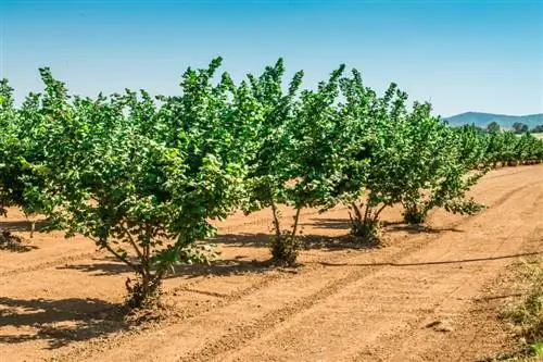 Hazelnoot: groeit hij als struik of als boom?