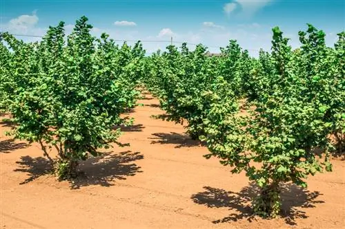 Փոխպատվաստել պնդուկը