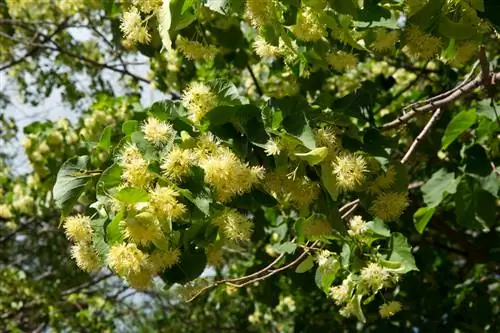 Winterlindeboom in de tuin: Vind de perfecte locatie