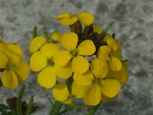 Lacca dorata: quanto è resistente davvero questa pianta ornamentale?