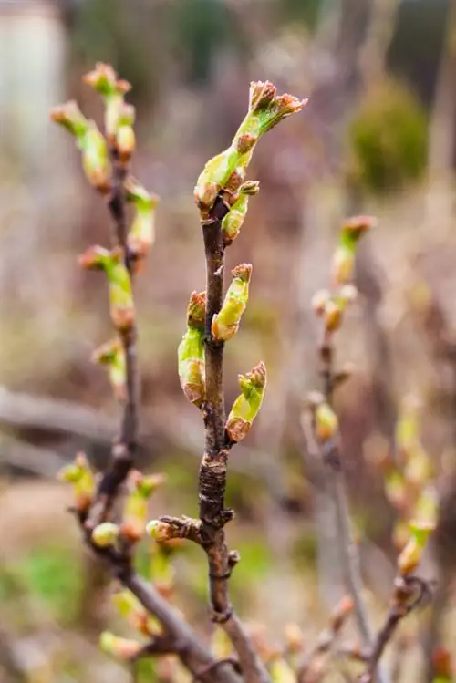 Piantare ribes nero