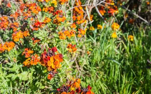 Tagliare la lacca dorata: quando e come per un fiore magnifico?