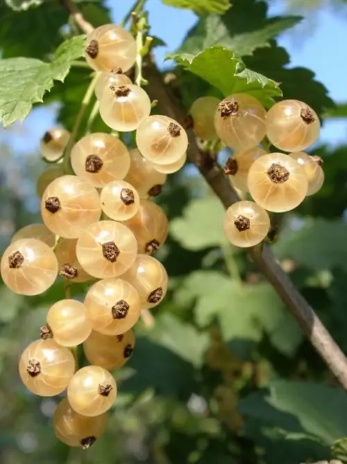 Witte bessen planten