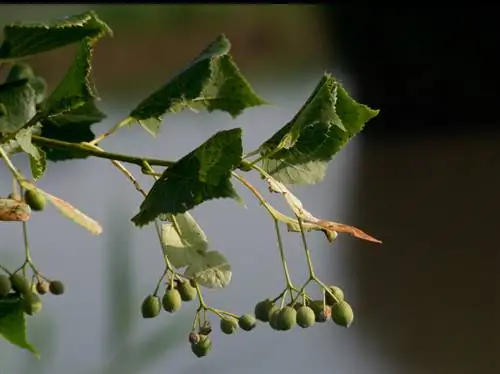 Pohon linden musim dingin menjadi fokus: Segala sesuatu tentang buah-buahan dan perbanyakan