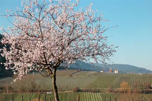 Almond tree standard: Beautiful ornament and delicious harvest