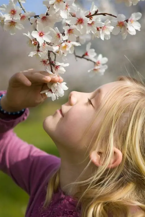 Almond tree in Germany: cultivation, care and tips