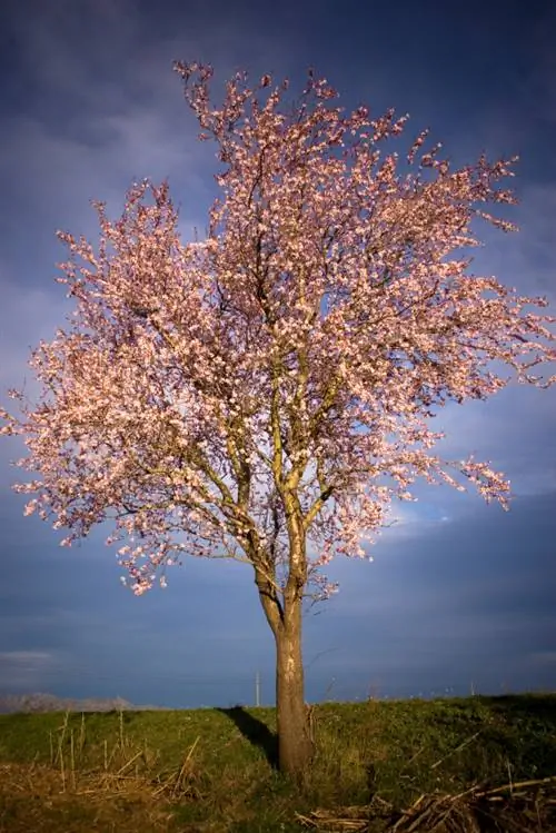 Grootte van de amandelboom