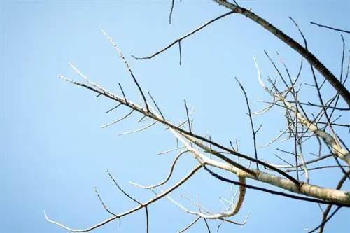 Pokok badam tahan lasak