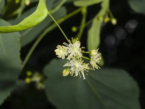 Pohon linden musim dingin dengan segala kemegahannya: Temukan periode mekarnya