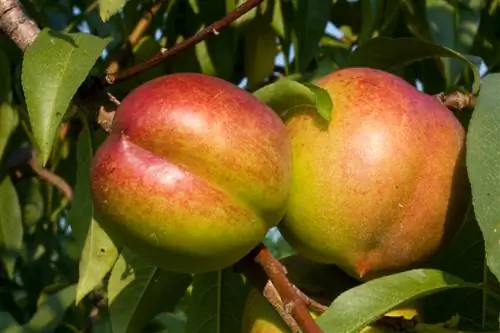 Cultiva tu propio árbol de nectarina