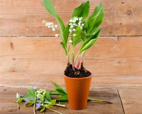 How do I grow lily of the valley in a pot for winter flowering?