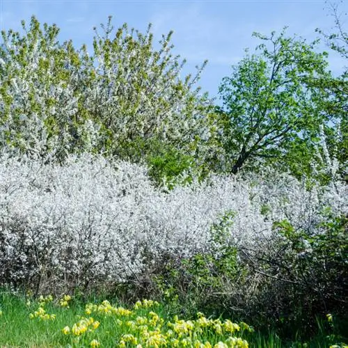 Swartdoring blomme