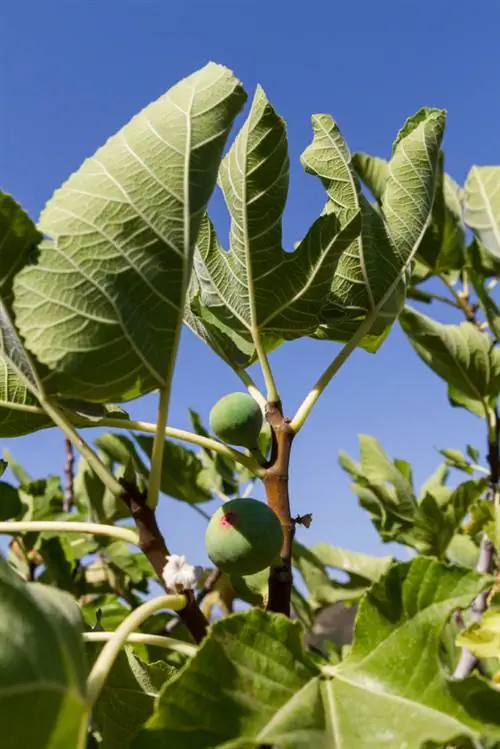 Propagate fig tree