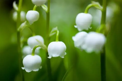 Lelie-van-die-vallei-bloeisel: kenmerke, blomtyd en tuinwaarde