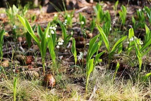 Lily of the valley in the forest