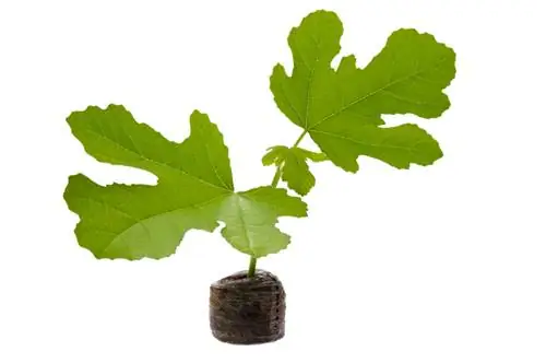 Fig tree offshoots