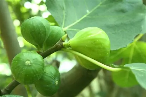 Fertilizează smochinul