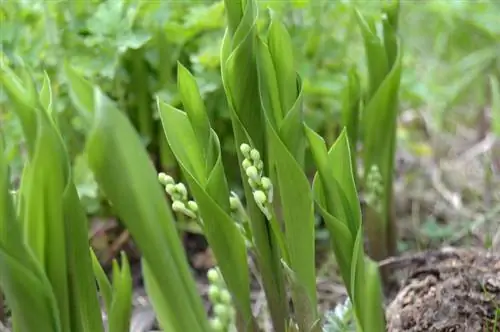 Lelie van die vallei in die tuin: plant, versorging en risoomversperring