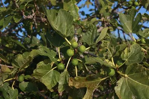 מחלות עצי תאנה