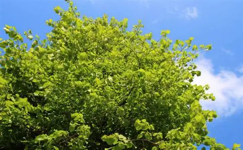 Winter linden tree: Find out everything about the tree of the year