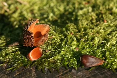 Bukų riešutų ruošimas: skanūs receptai ir naudingi patarimai