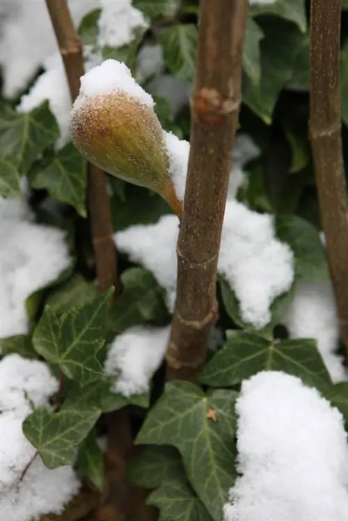 Overwinterende vijgenboom