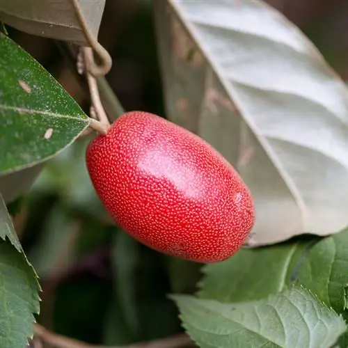 Frutos de salgueiro-oliva: comestíveis ou venenosos? Tudo que você precisa saber