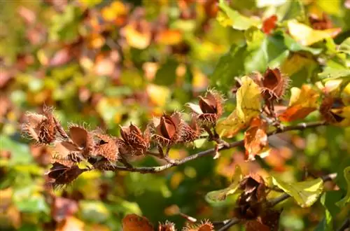 Plant beechnuts