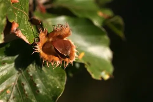 Surinkite buko riešutus