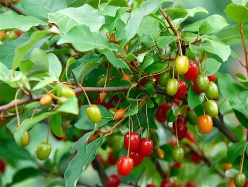 Zeytin söğüdünün kesilmesi: Doğru zaman ne zaman ve nasıl?