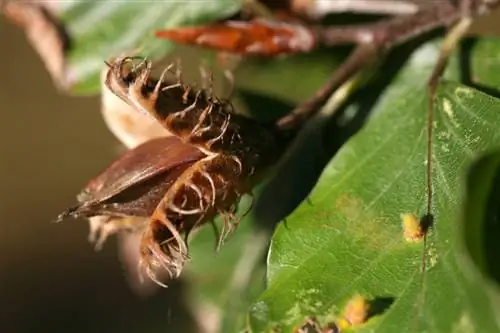 Beechnut hydrogen cyanide