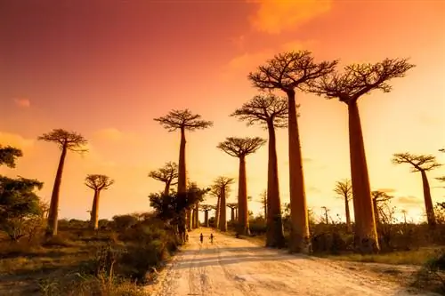 Baobab houseplant