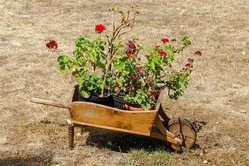 Overwintering geranium: Ito ay kung paano mo ito pinutol nang tama