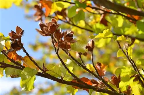 Paghahasik ng mga beechnut: Ganito mo palaguin ang matagumpay na mga puno ng beech mula sa mga buto