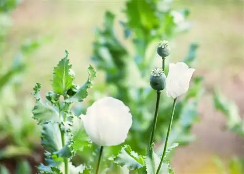 Sowing opium poppies: How to do it in your own garden