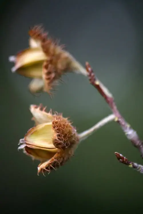 Danger of poison: Harm beechnuts to dogs and what to do?