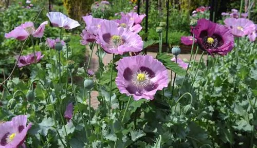 Amapolas de opio en el jardín.