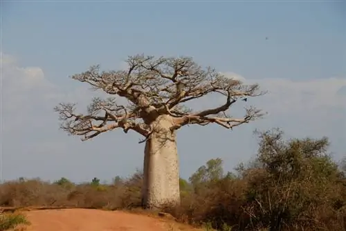 Árbol baobab venenoso