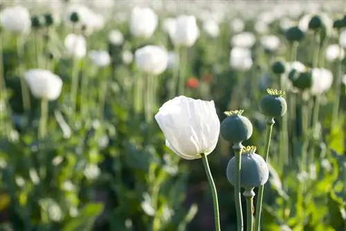 Cultiver du pavot à opium : quelles variétés sont légales en Allemagne ?