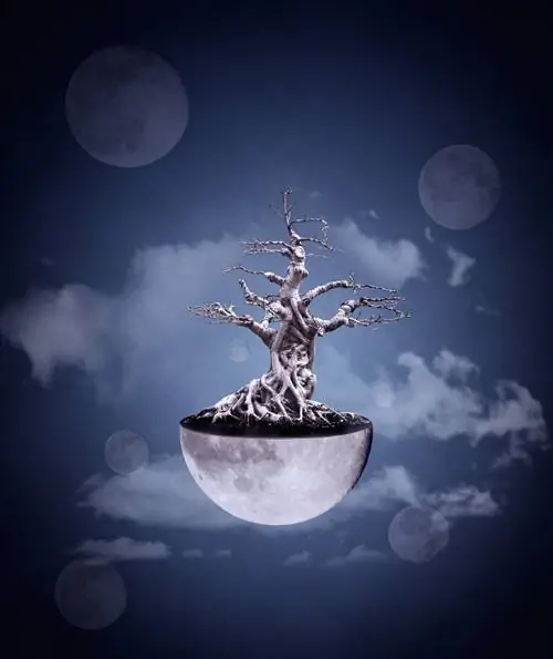 Baobab ağacı bonsai kimi: qulluq, kəsmə və dizayn