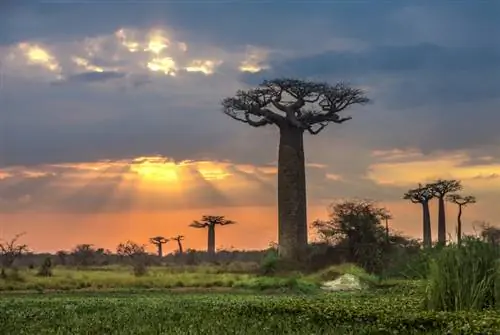 Memangkas pohon baobab