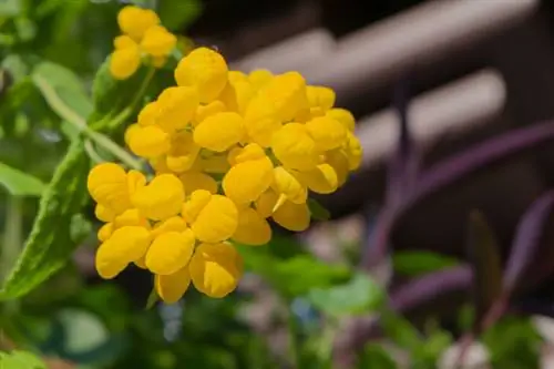 Gelo di fiori di pantofola