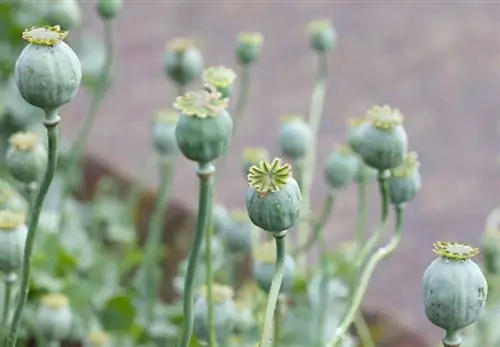 Récolte du pavot à opium : autorisée ou interdite en Allemagne ?