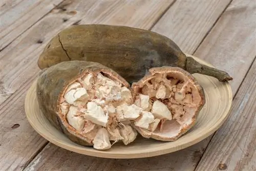 Baobab fruit: Edible and beneficial to he alth?